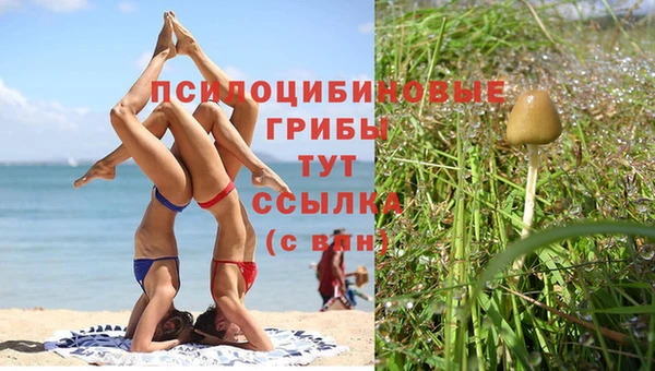 шишки Абинск