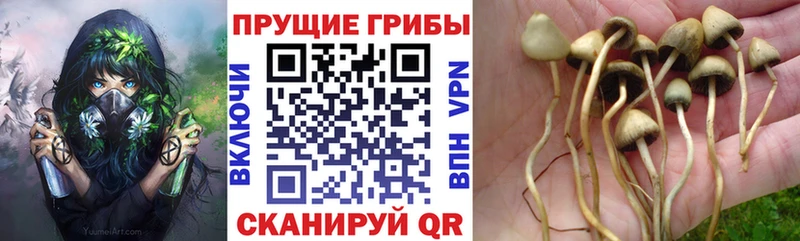 Псилоцибиновые грибы Psilocybe  Алагир 